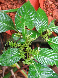 <i>Ophiorrhiza</i> Genus of plants