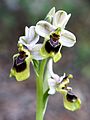 Ophrys tenthredinifera Spain - Mallorca