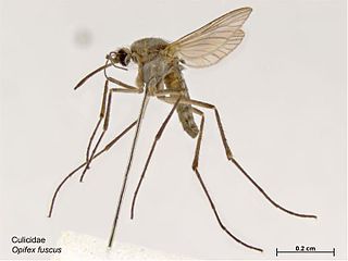 <i>Opifex fuscus</i> Species of insect