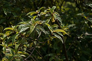 <i>Oreocnide pedunculata</i> Species of plant