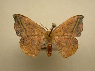 <i>Oreta rosea</i> Species of hook-tip moth