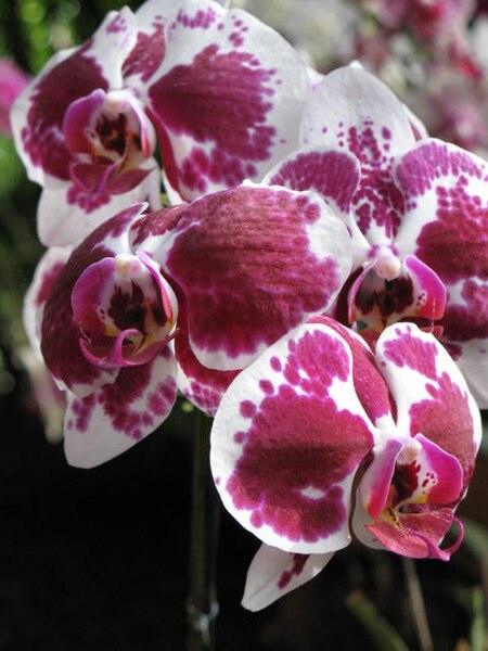 File:Orquidea-Jardin botanico deMedellin - 2007.jpg