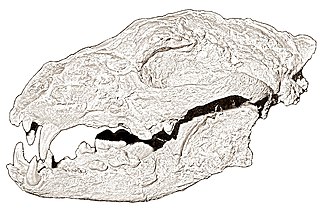 <i>Osbornodon iamonensis</i> Extinct species of carnivore