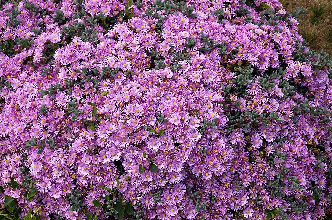 Oscularia deltoides