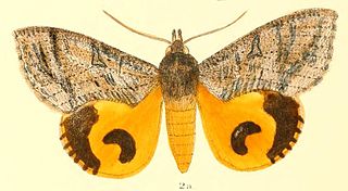 <i>Eudocima cajeta</i> species of moth