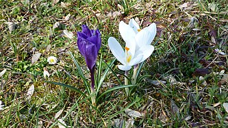 Crocus