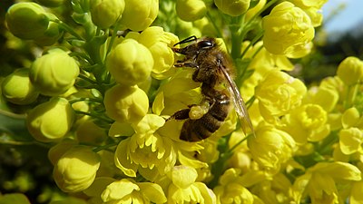 Honeybee in Upper Swabia