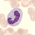 neutrofilní granulocyt