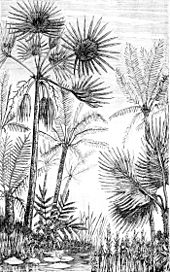 Palms and cycads as they might have appeared in the middle Tertiary PSM V16 D476 Principal palms and cycadeae of middle tertiary europe.jpg