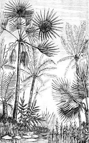 Palms and cycads as they might have appeared in the middle Tertiary