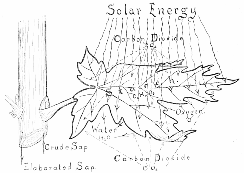 File:PSM V56 D0736 The photosynthesis process.png