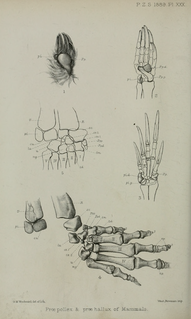 <i>Theriodesmus</i> Extinct genus of therapsids from Permian South Africa