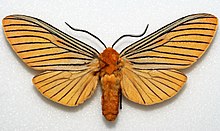 Pachydota nervoza - Boliviya (Shimoliy Yungas) - 2010 (5560318553) .jpg