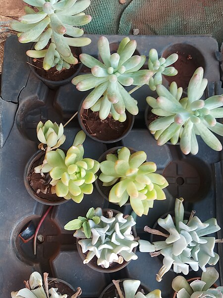 File:Pachyphytum.jpg