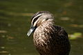 Pacific Black Duck.jpg