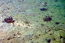 The Pacific halibut, largest of the flatfish, displays its effective camouflage. Pacific halibut.JPG