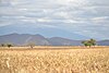 Paisaje en el valle de Tehuacan.JPG