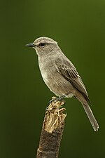 Miniatura para Melaenornis pallidus