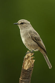 Pale Flycatcher - Кения IMG 4603 (19138559049) .jpg