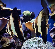 Palma Aquarium-Pez murciélago