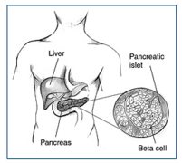 Pancreas insulin beta cells.png