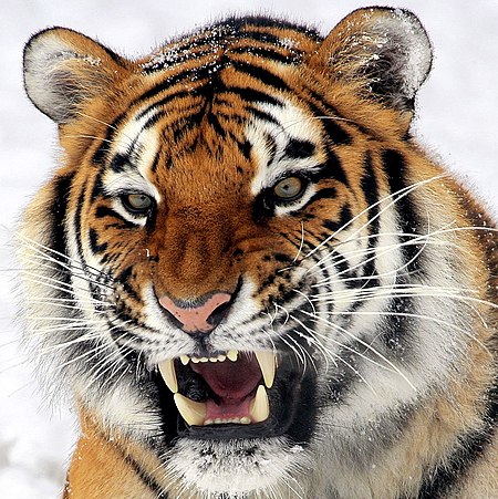 Tập_tin:Panthera_tigris_altaica_28_-_Buffalo_Zoo_(1).jpg