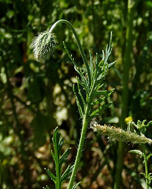 Papaver dubium3.jpg