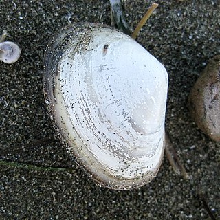 <i>Paphies australis</i> Species of bivalve