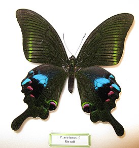 Papilio arcturus