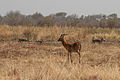 Kob Antelope and warthogs