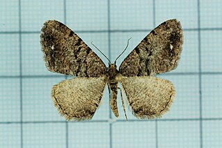 <i>Parectropis</i> Genus of moths