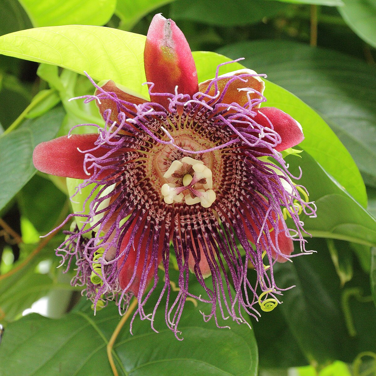 Passiflora 'Quadrangularis' : Barbadine à fruit comestible - Tijardin