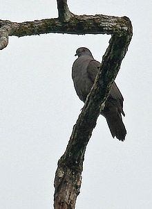 Nordy - Tir aux pigeons électrique - 6 pigeons : : Jardin