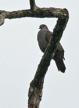 <span class="mw-page-title-main">Dusky pigeon</span> Species of bird
