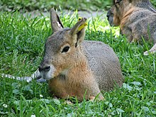 Patagonian hare.jpg