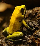 Fuld visning af Phyllobates bicolor.