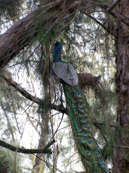 File:Peacock-from-Thannerbavi-Mangalore.jpg