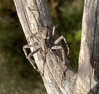 Pediana regina - Bark Hunstman Spider