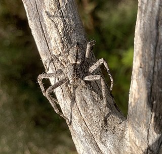 <i>Pediana</i> Genus of spiders