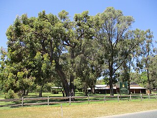 <span class="mw-page-title-main">Karnup, Western Australia</span> Suburb of Perth, Western Australia