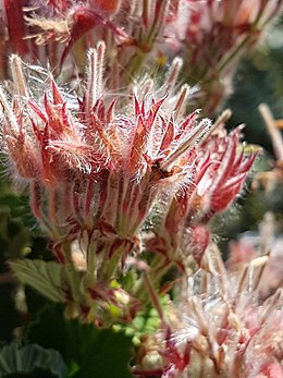 Pelargonium cordifolium01.jpg