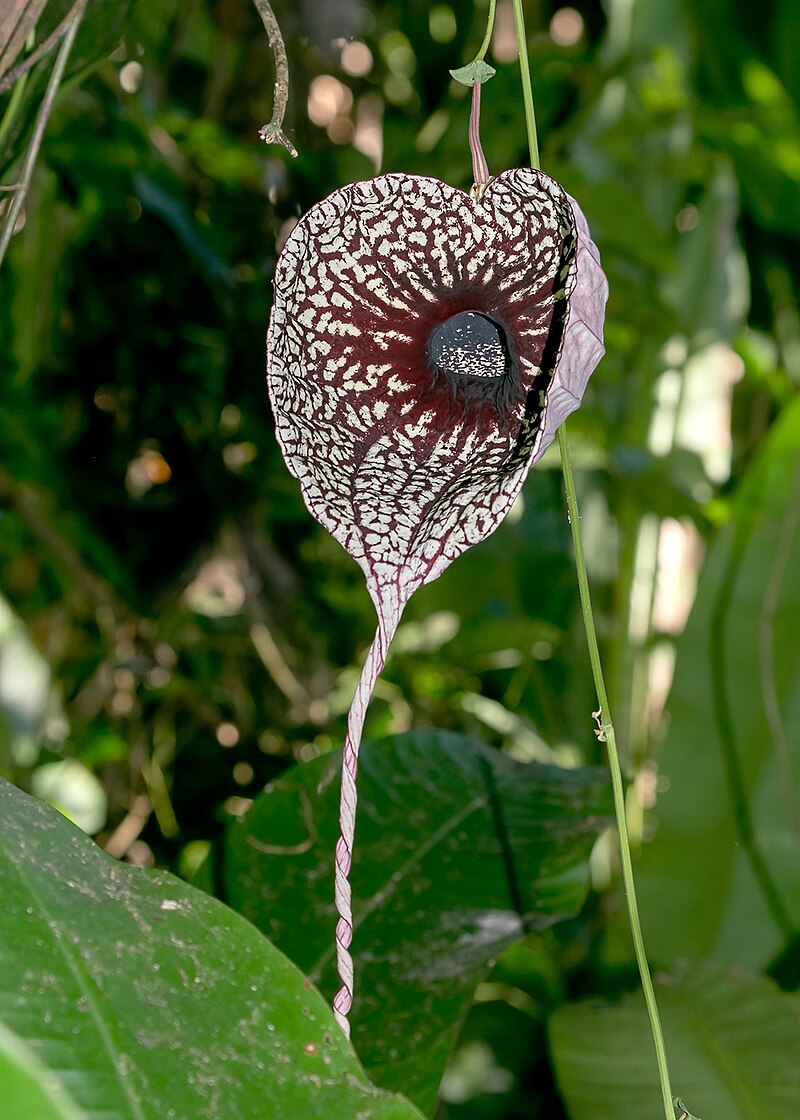 Duck flower, Contribo, Aristolochia grandiflora