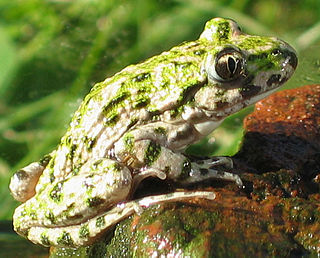 <span class="mw-page-title-main">Parsley frog</span> Family of amphibians