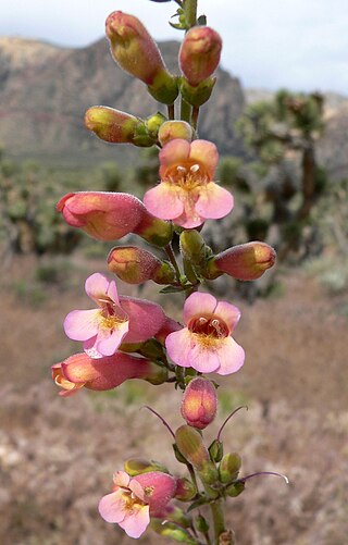 <i>Penstemon bicolor</i> Species of flowering plant