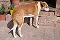 * Nomination Dog in Tilcara, Argentina --Ezarate 15:41, 3 August 2018 (UTC) * Promotion Good quality. Top crop a bit tight maybe. --Peulle 17:09, 3 August 2018 (UTC)