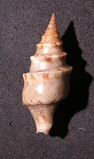 <i>Perrona</i> Genus of gastropods