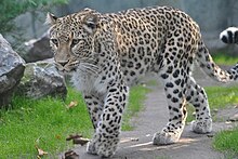 Persian leopard Persian leopard (Panthera pardus saxicolor).jpg