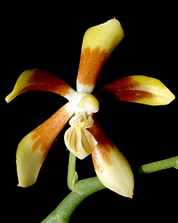 <i>Phalaenopsis fuscata</i> Species of orchid