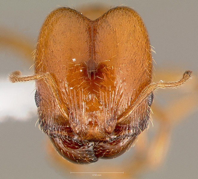 File:Pheidole cerebrosior casent0005753 head 1.jpg