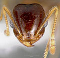 Pheidole paiute casent0005766 head 1. jpg